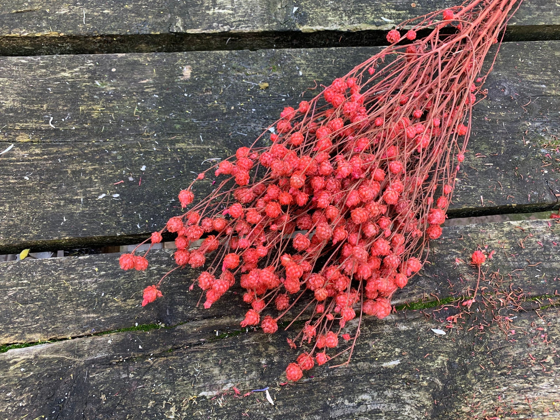 Bouquet centaurea ruppen rouge 100g, centeaurea dried red, dried flower H70-80cm