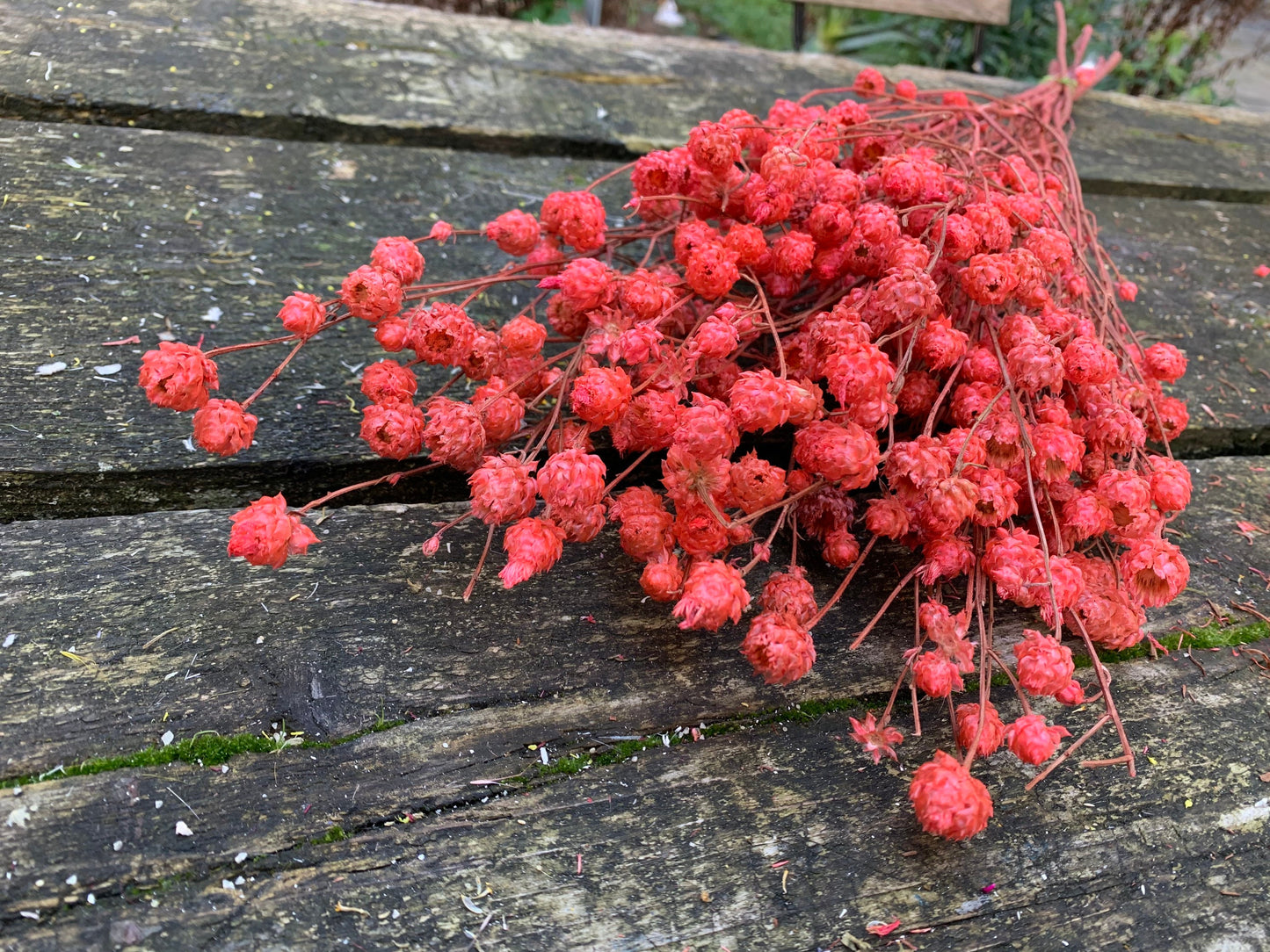 Bouquet centaurea ruppen rouge 100g, centeaurea dried red, dried flower H70-80cm