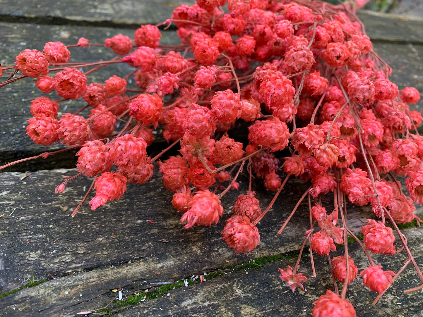 Bouquet centaurea ruppen rouge 100g, centeaurea dried red, dried flower H70-80cm