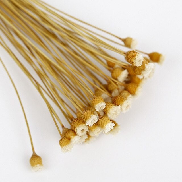 Bouquet Jazilda ,happy flower natural, Bresilian dried flower 80g per bunch