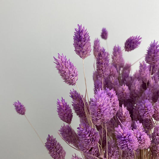 Dried phalaris light purple gradient, lavender color 100g per bunch