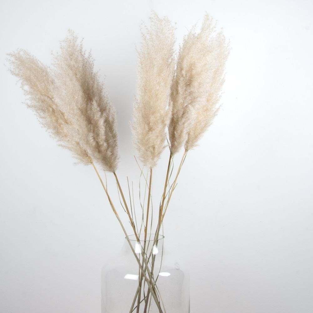 x5 Natural pampas short stem cream beige color H80cm