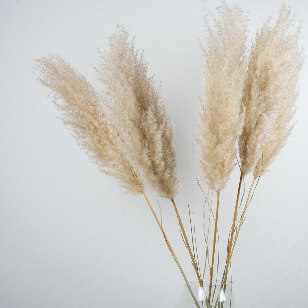 x5 Natural pampas short stem cream beige color H80cm