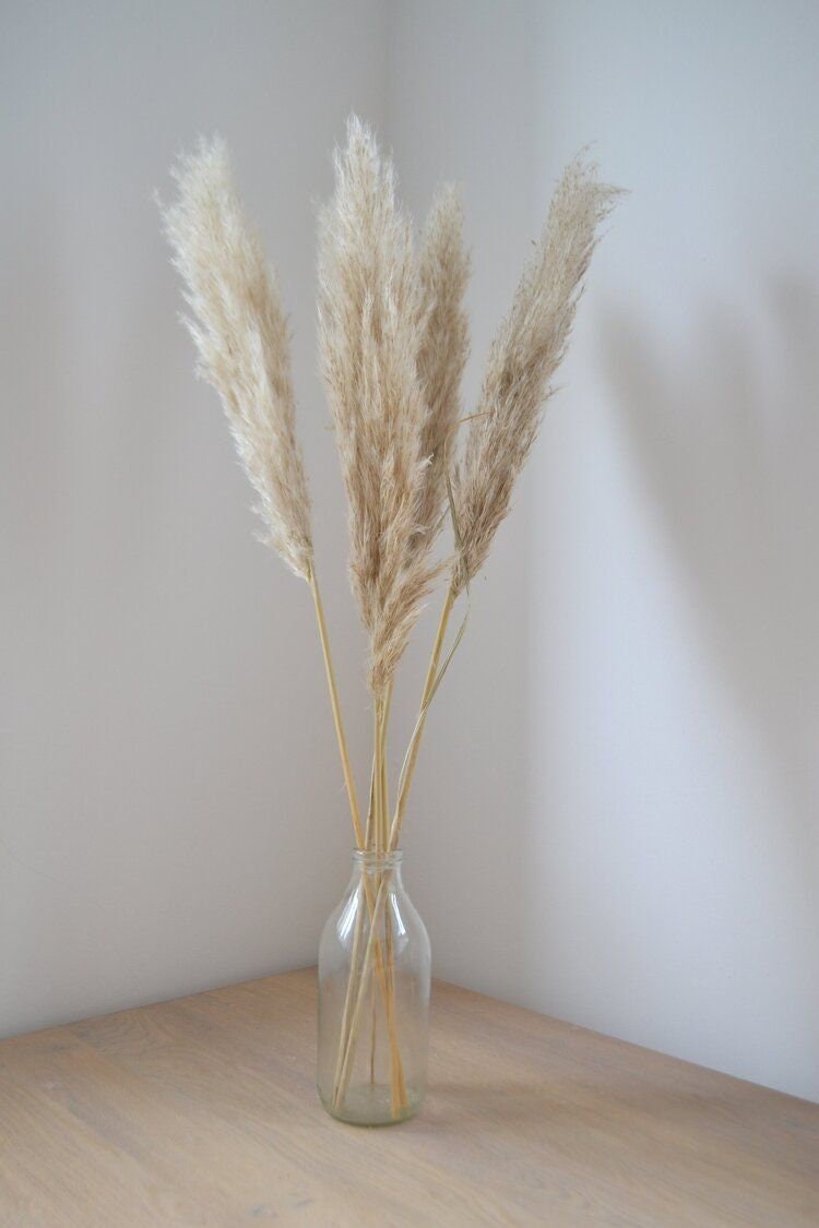 x5 Natural pampas short stem cream beige color H80cm