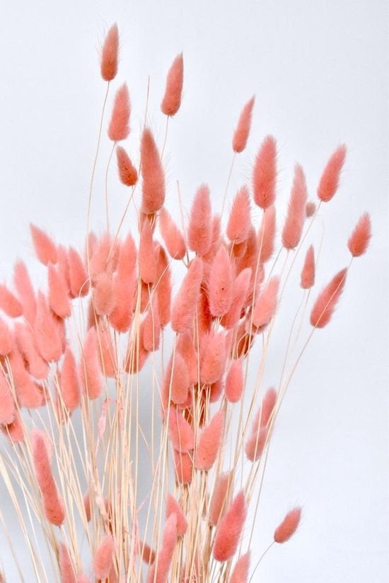 Lagurus salmon orange color, queue de lapin, mini pampa, shooting photo flower