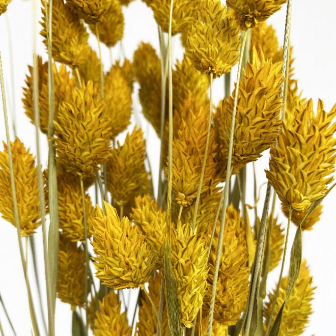 Phalaris yellow dyed color, canary grass, yellow bunch, 1É0g per bunch