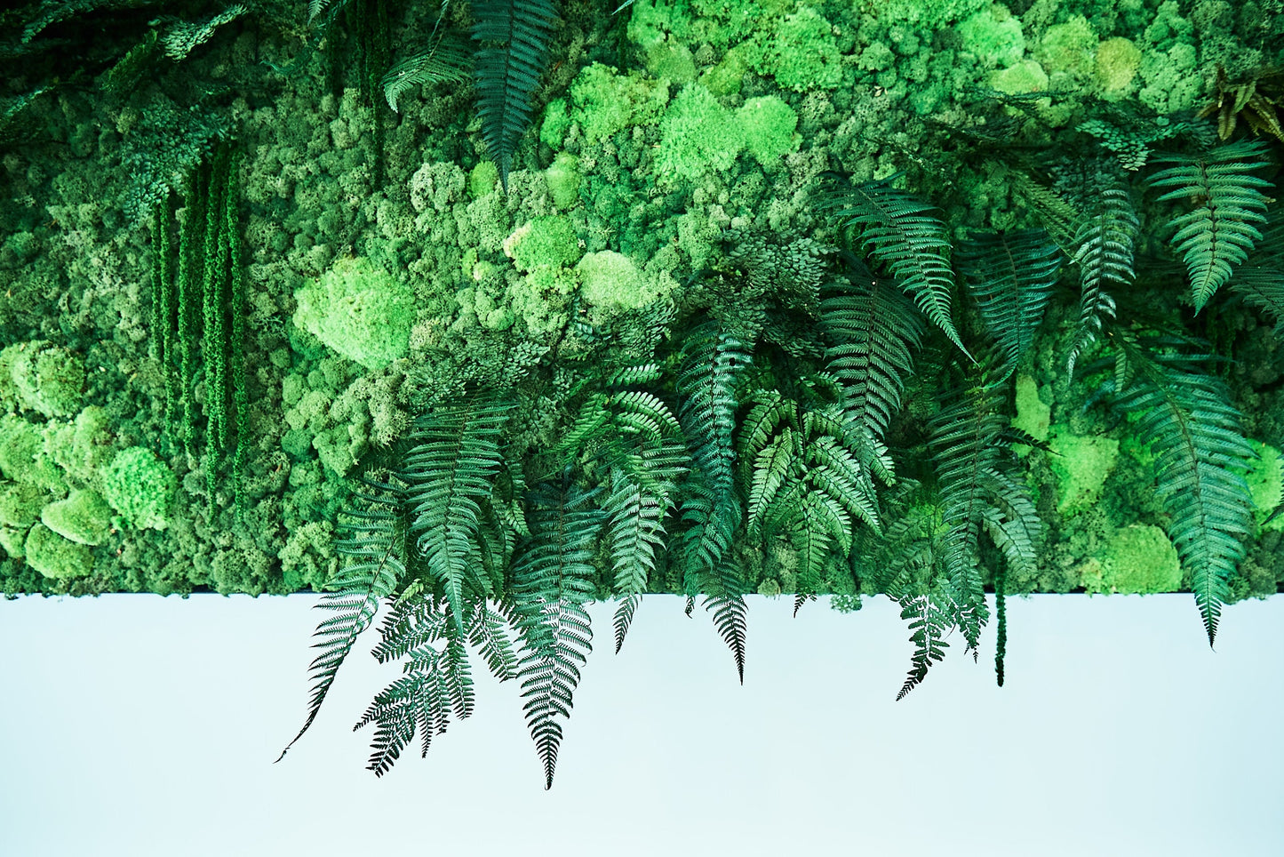 x10 Parchment fern dark green preserved 30cm - preserved leave, preserved foliage