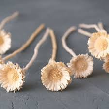 x6 stems dried bleached protea compacta pop, african dried flower, exotic dried flower