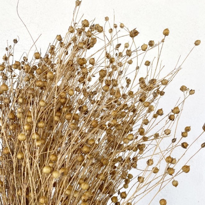 Flax linum, dried linum natural bunch 90-100g