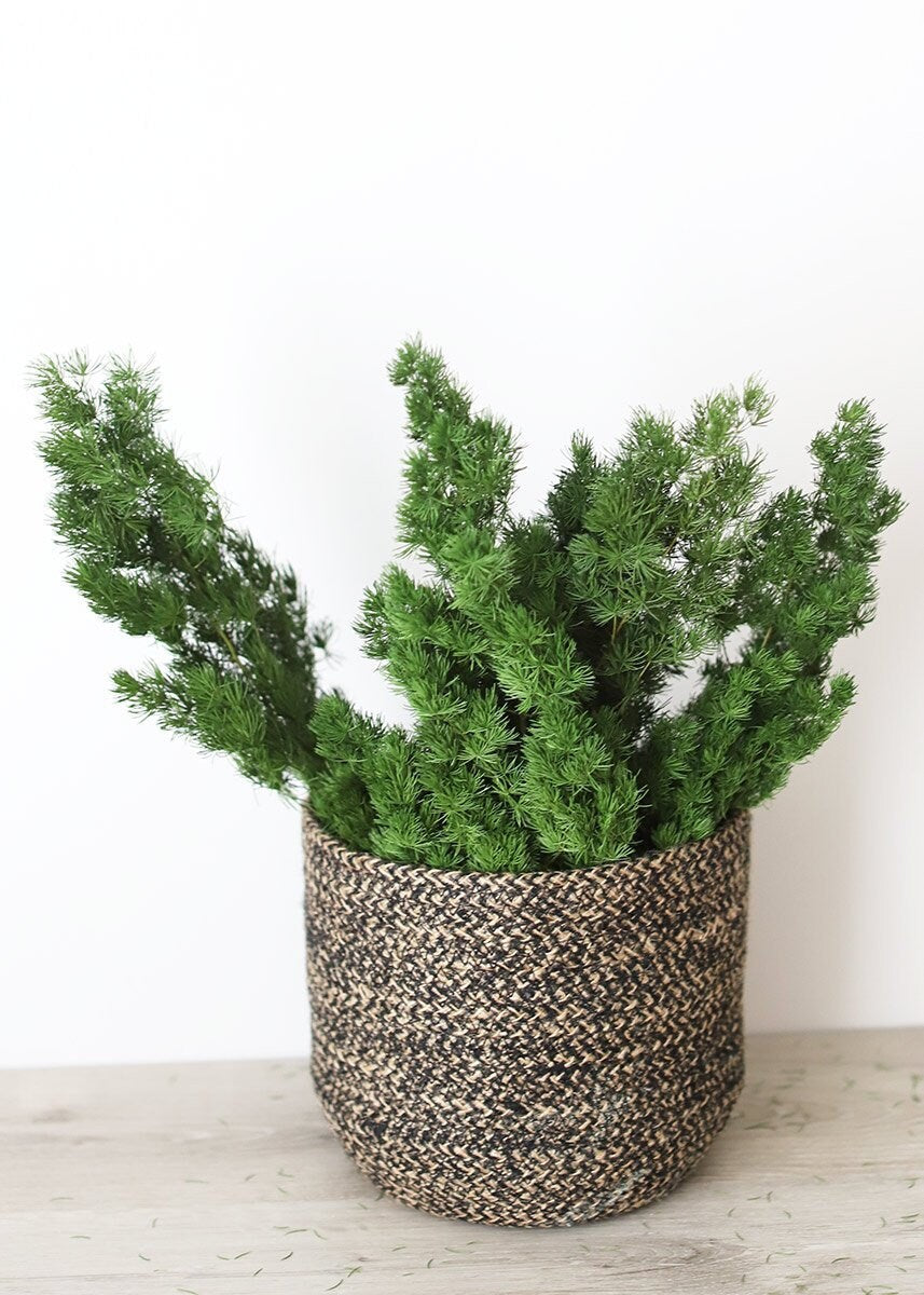 Preserved ming fern green color, wall decoration, ming fern stabilise