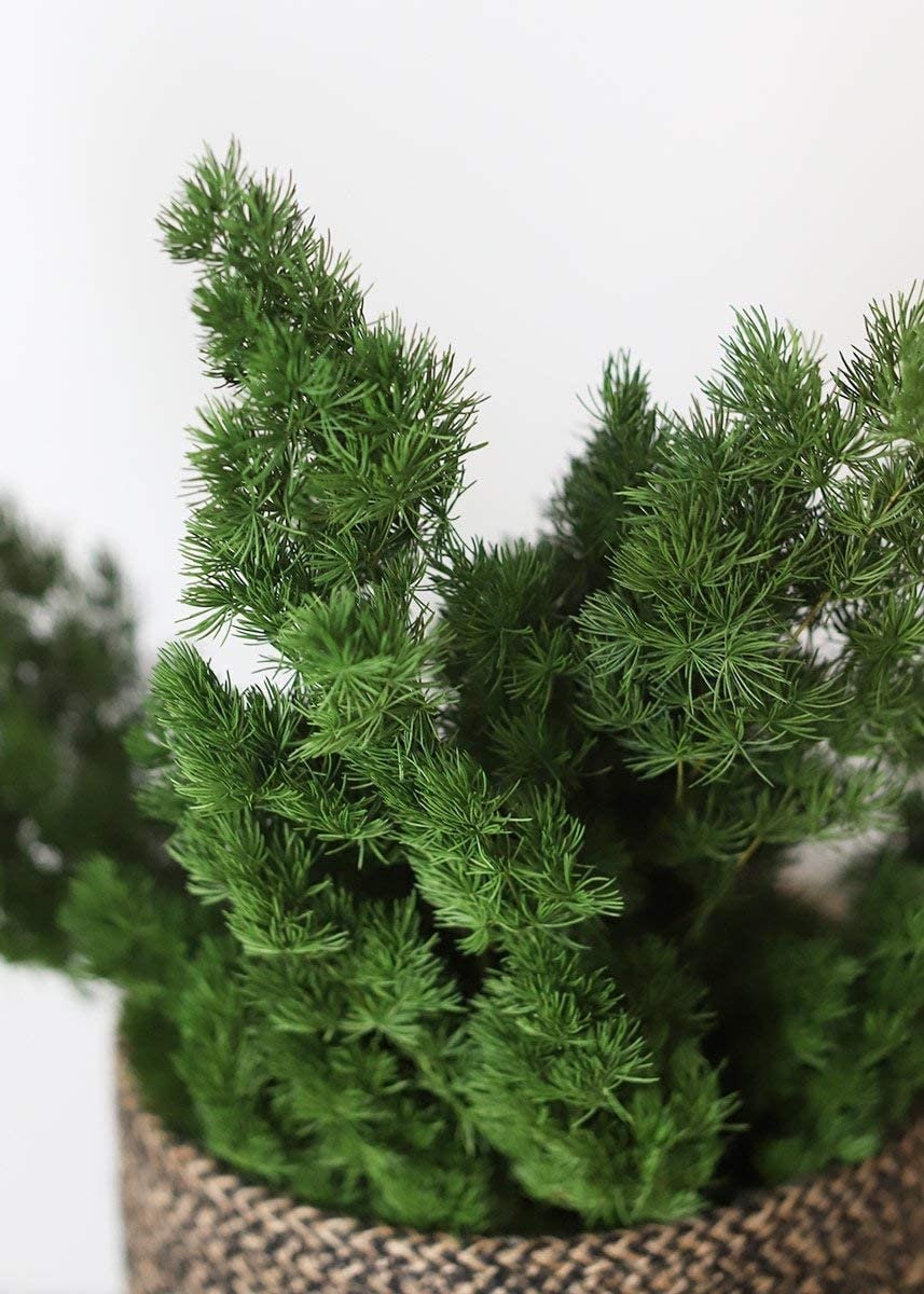 Preserved ming fern green color, wall decoration, ming fern stabilise