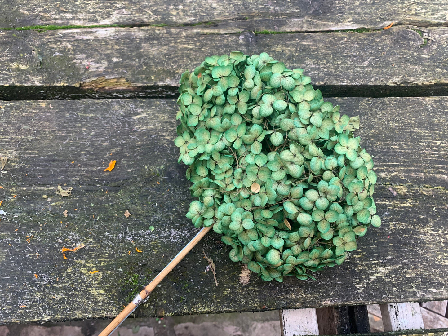 Preserved hydrangea green miw yellow gradient diameter 18-20cm, hortensia, decoration