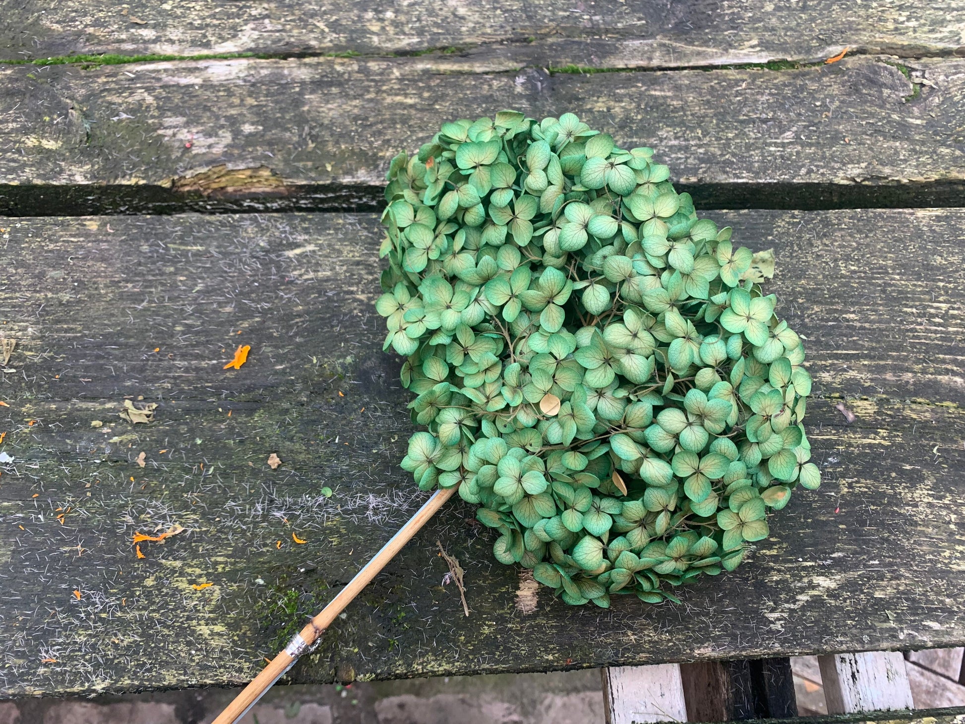 Preserved hydrangea green miw yellow gradient diameter 18-20cm, hortensia, decoration