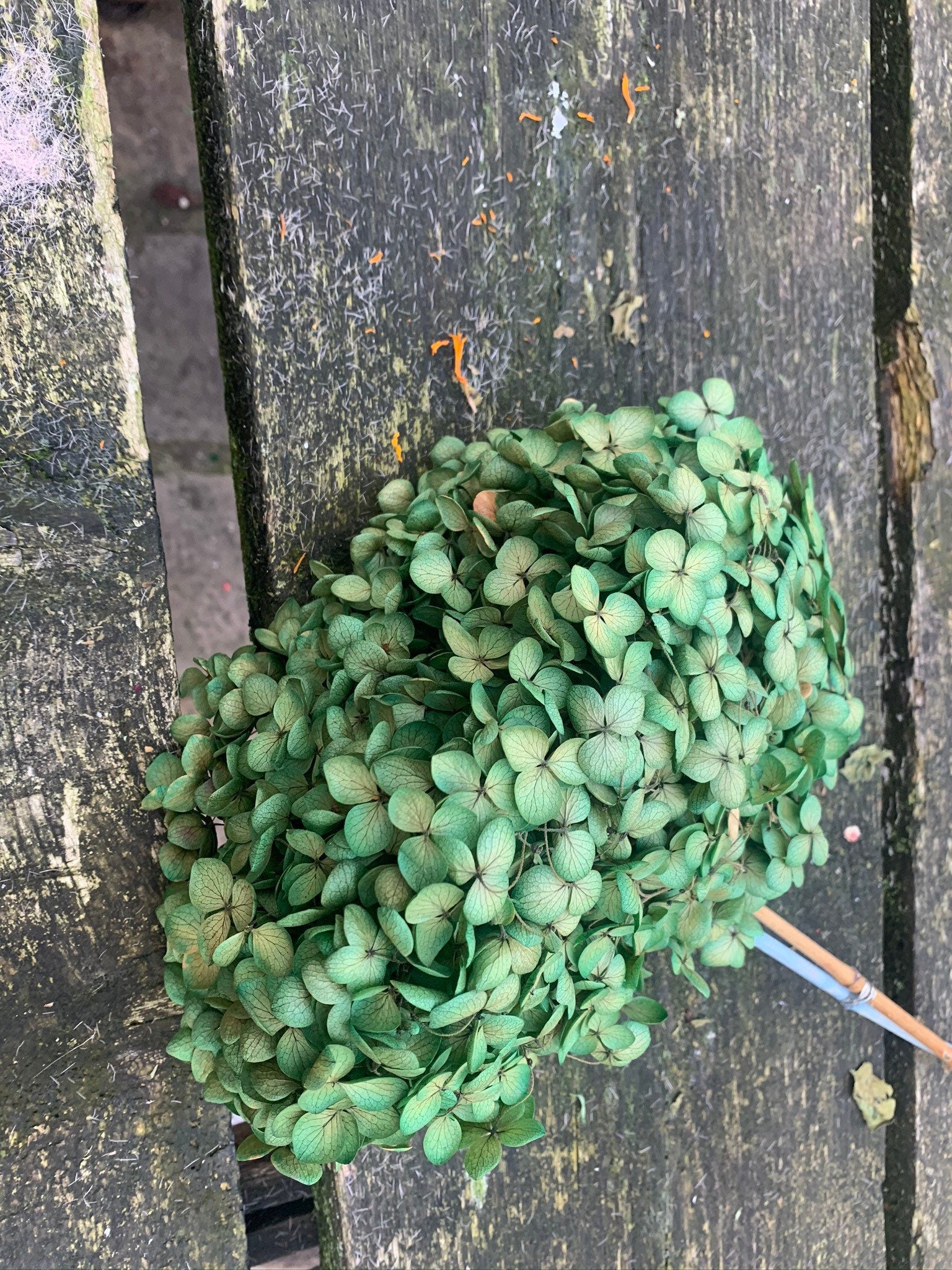 Preserved hydrangea green miw yellow gradient diameter 18-20cm, hortensia, decoration