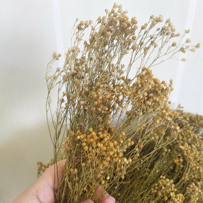 Bloom groom natural, gold green natural bloom groom dried flower 100g per bunch