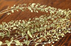 Lepidium natural, Pepper Grass, Dried Flower,Dried Flowers Flowers For Arrangements