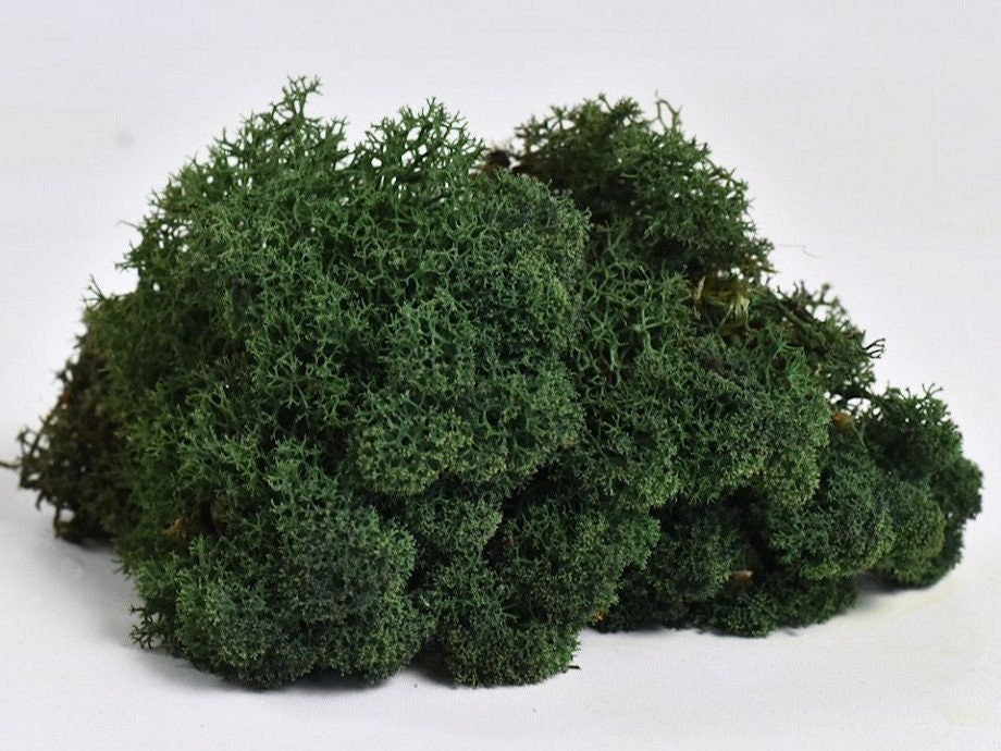 Reindeer Moss Dark forest Green, preserved moss, wall decoration