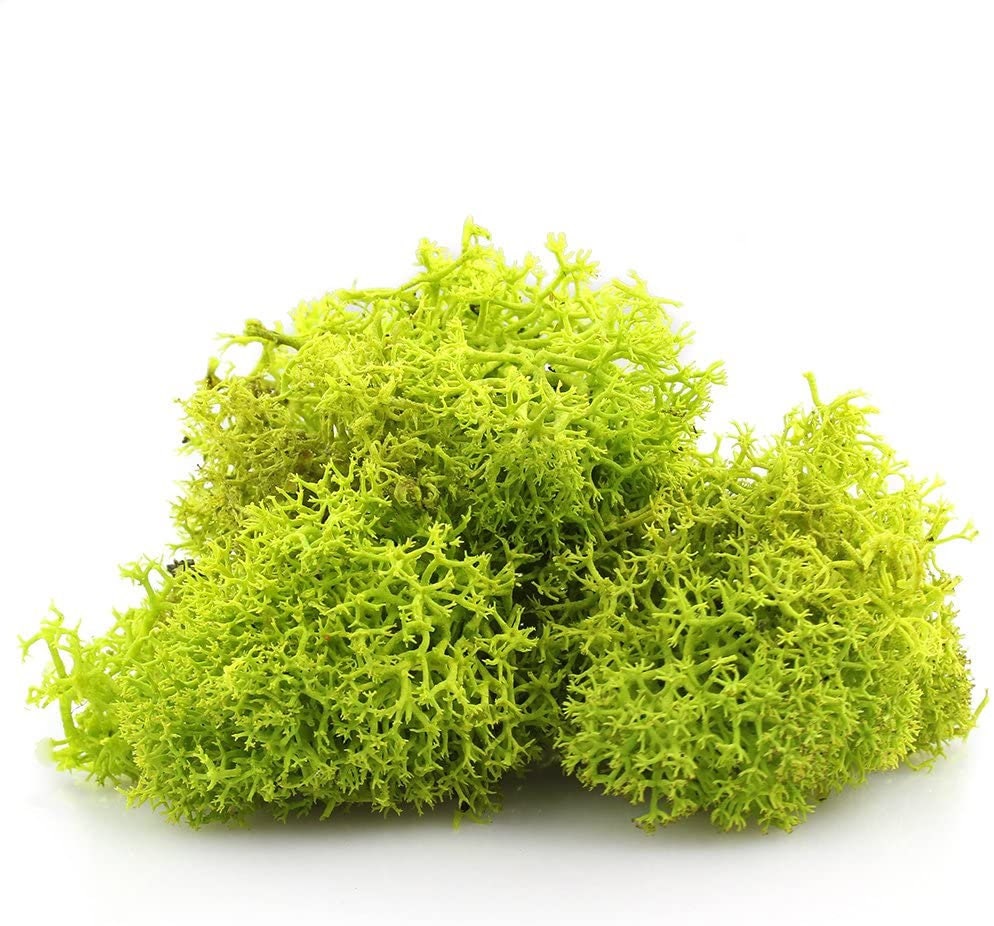 Lime green preserved reindeer moss, wall moss tool, wall decoration DIY, terrarium