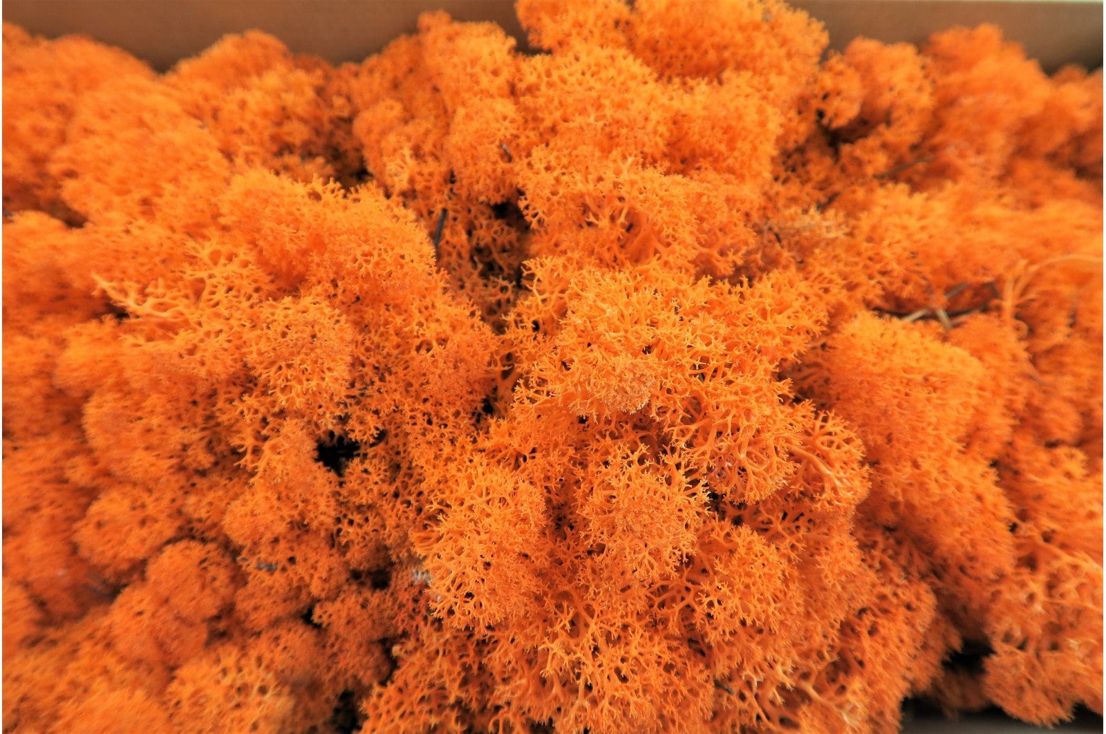 Orange preserved reindeer moss, wall decoration, terrarium