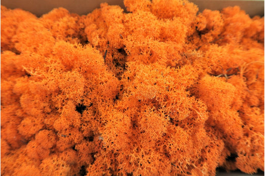 Orange preserved reindeer moss, wall decoration, terrarium