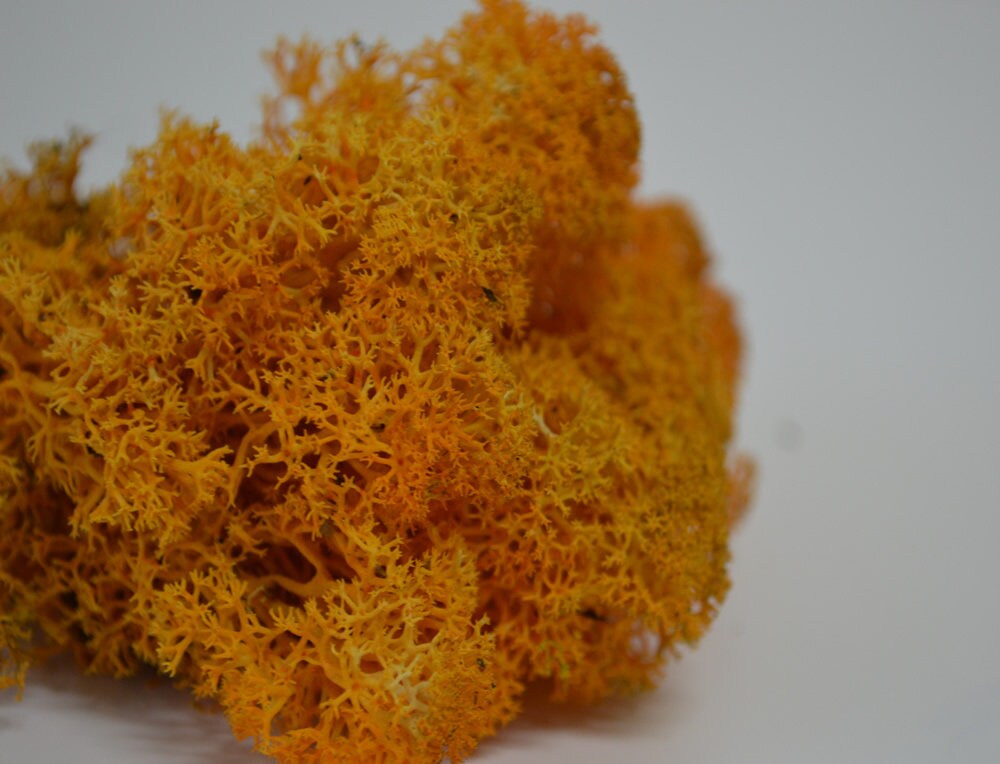 Orange preserved reindeer moss, wall decoration, terrarium