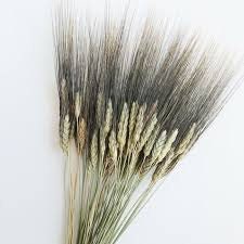 Black wheat bunch 120g, rustic decoration dried flower