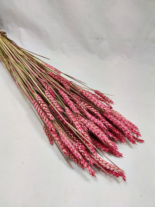 Wheat red, blé rouge teinté, red/dark pink triticum, countryside bunch 120G