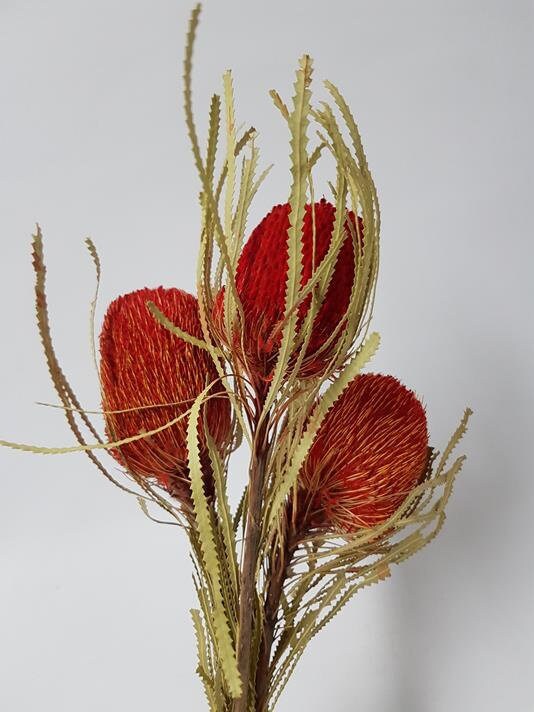 x1 Banksia red dried, australian exotic flower, décoration, red flower