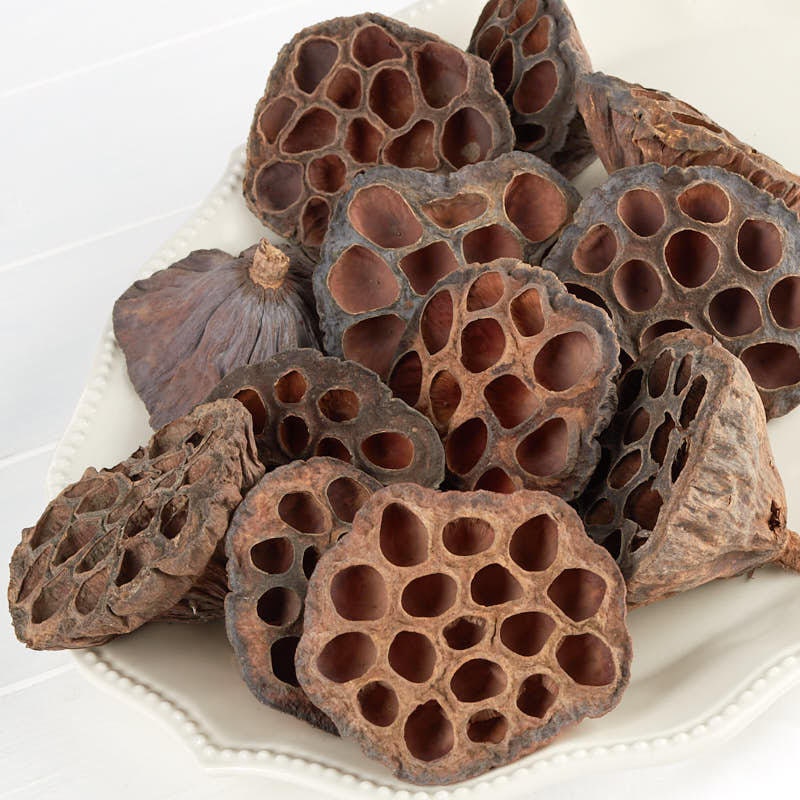 x10 dried lotus pop, DIY craft tool