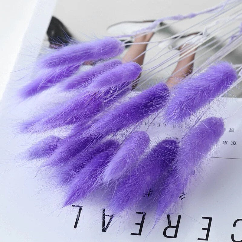 Lagurus ovatus violet, rabbit taille, queue de lapin, mini pampas dried bunch