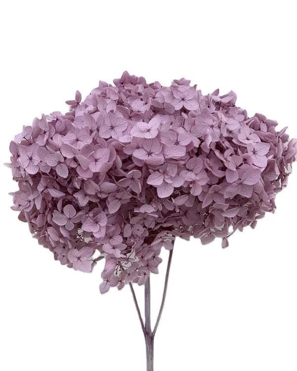 Preserved hydrangea light purple grappe D18cm