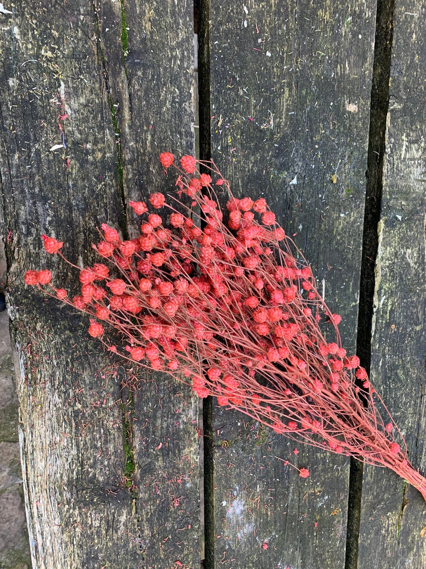Bouquet centaurea ruppen rouge 100g, centeaurea dried red, dried flower H70-80cm