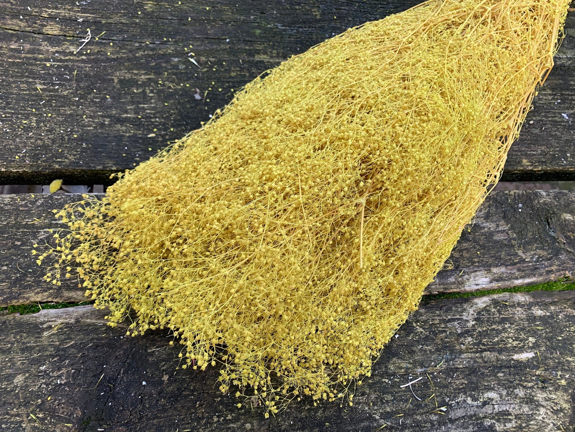 Dried baby yellow color, dried gysophilia, yellow bunch 100g