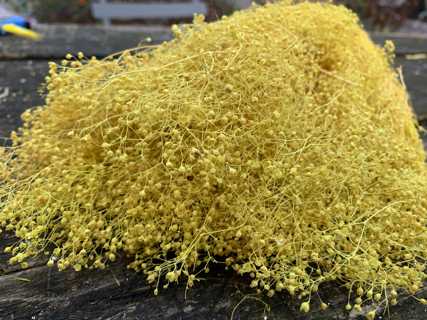 Dried baby yellow color, dried gysophilia, yellow bunch 100g