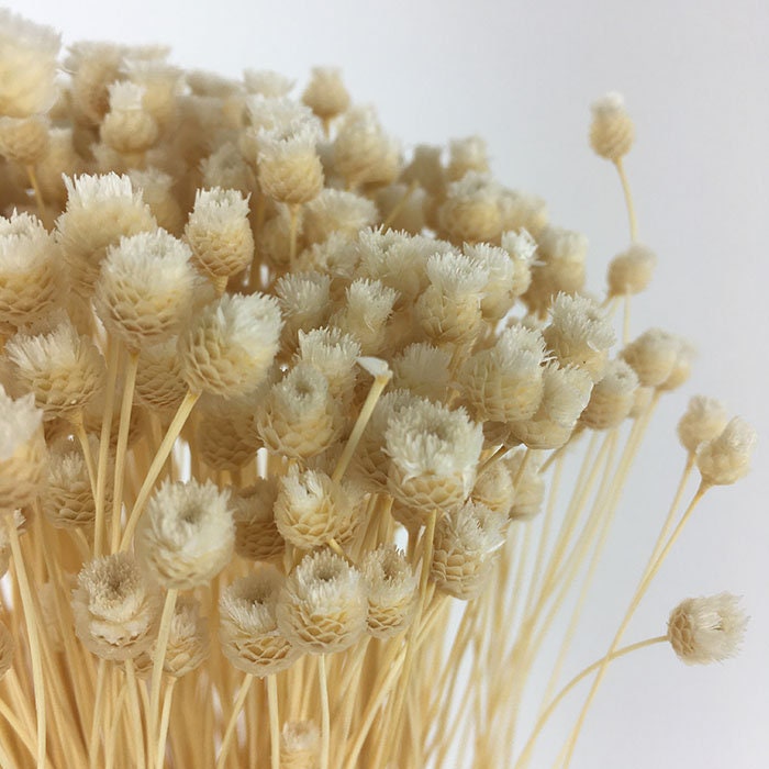 Bouquet Jazilda ,happy flower natural, Bresilian dried flower 80g per bunch