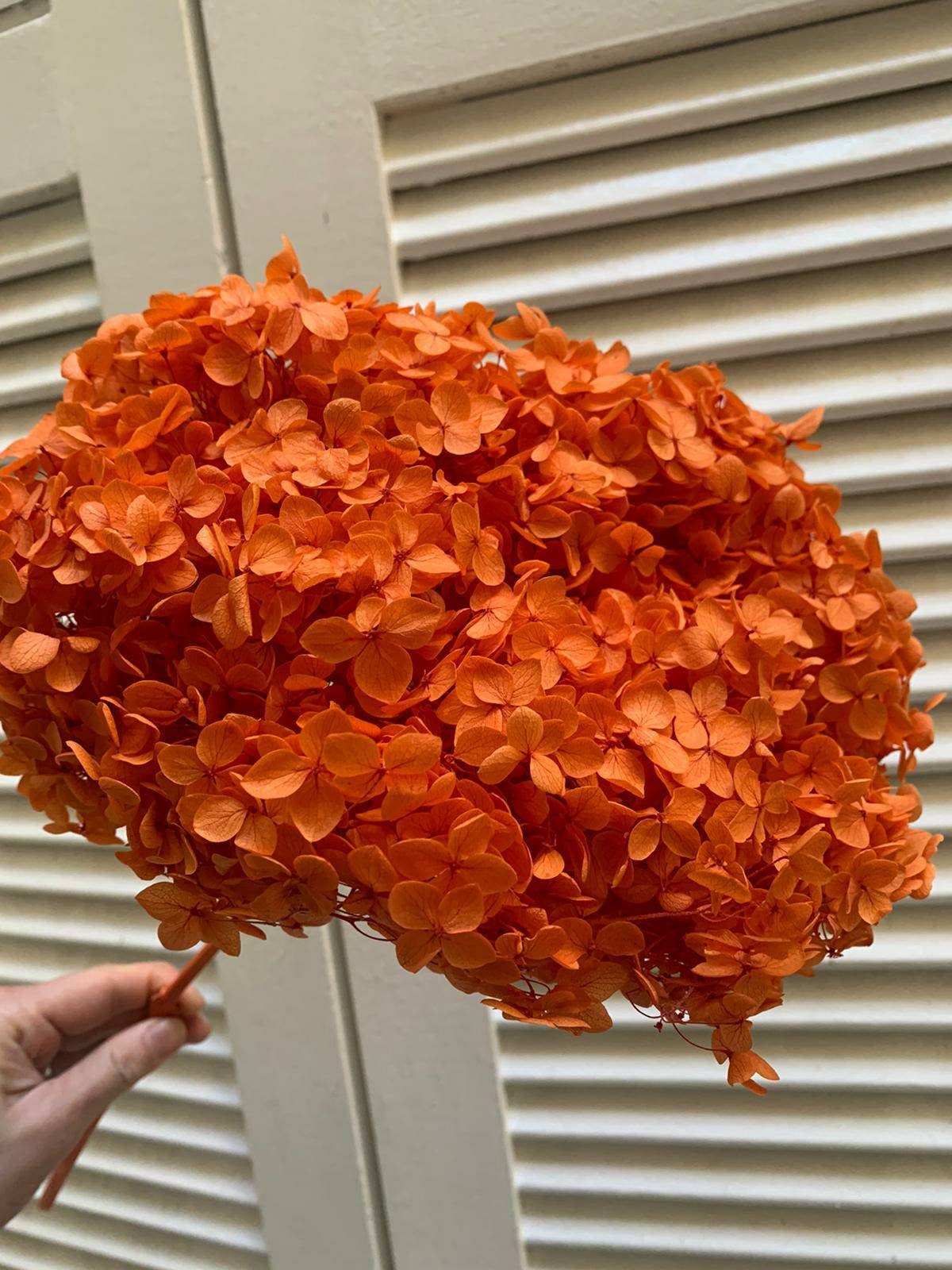 Preserved hydrangea orange D20cm-22cm, hortensia, decoration de mariage