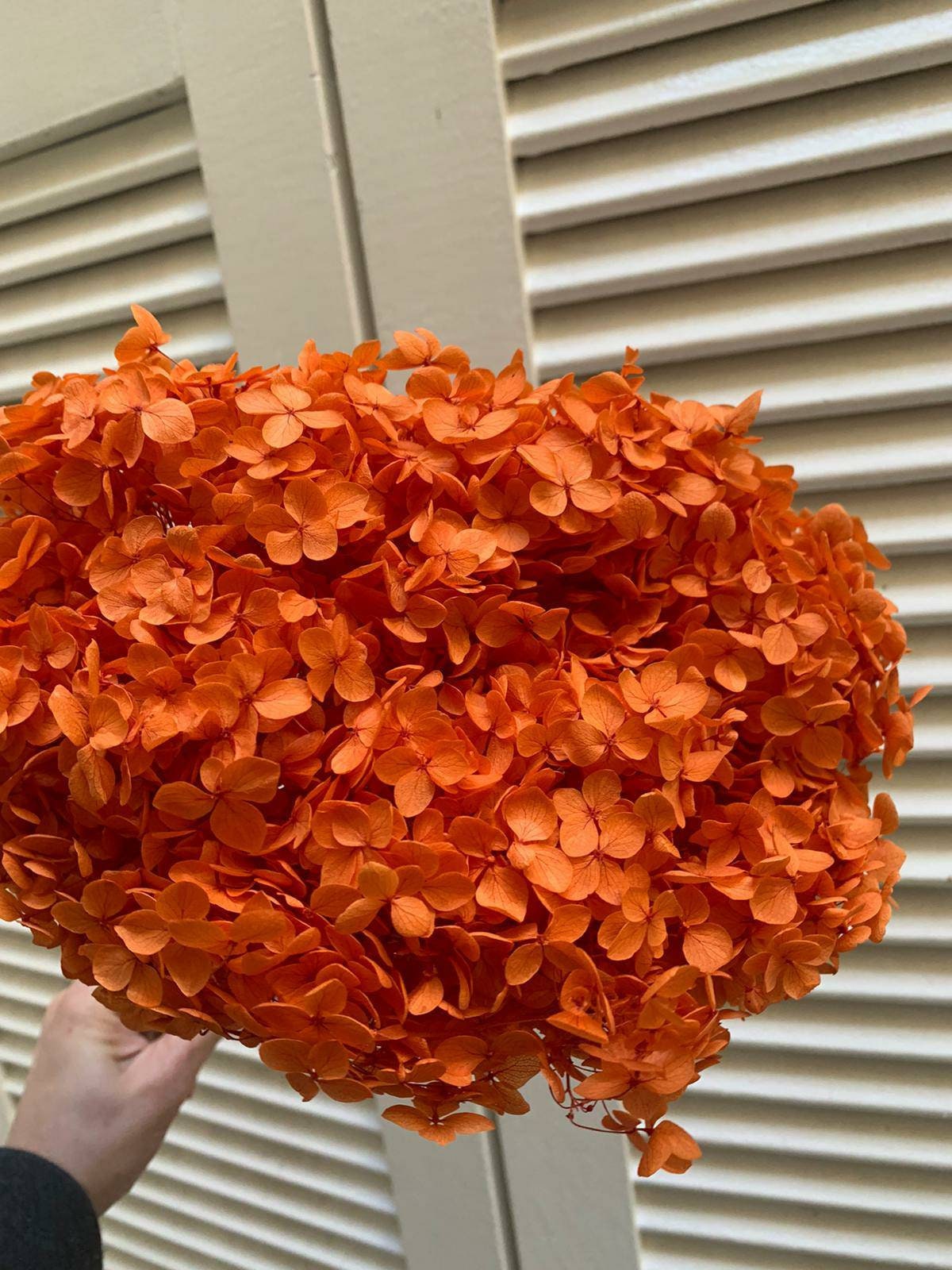 Preserved hydrangea orange D20cm-22cm, hortensia, decoration de mariage