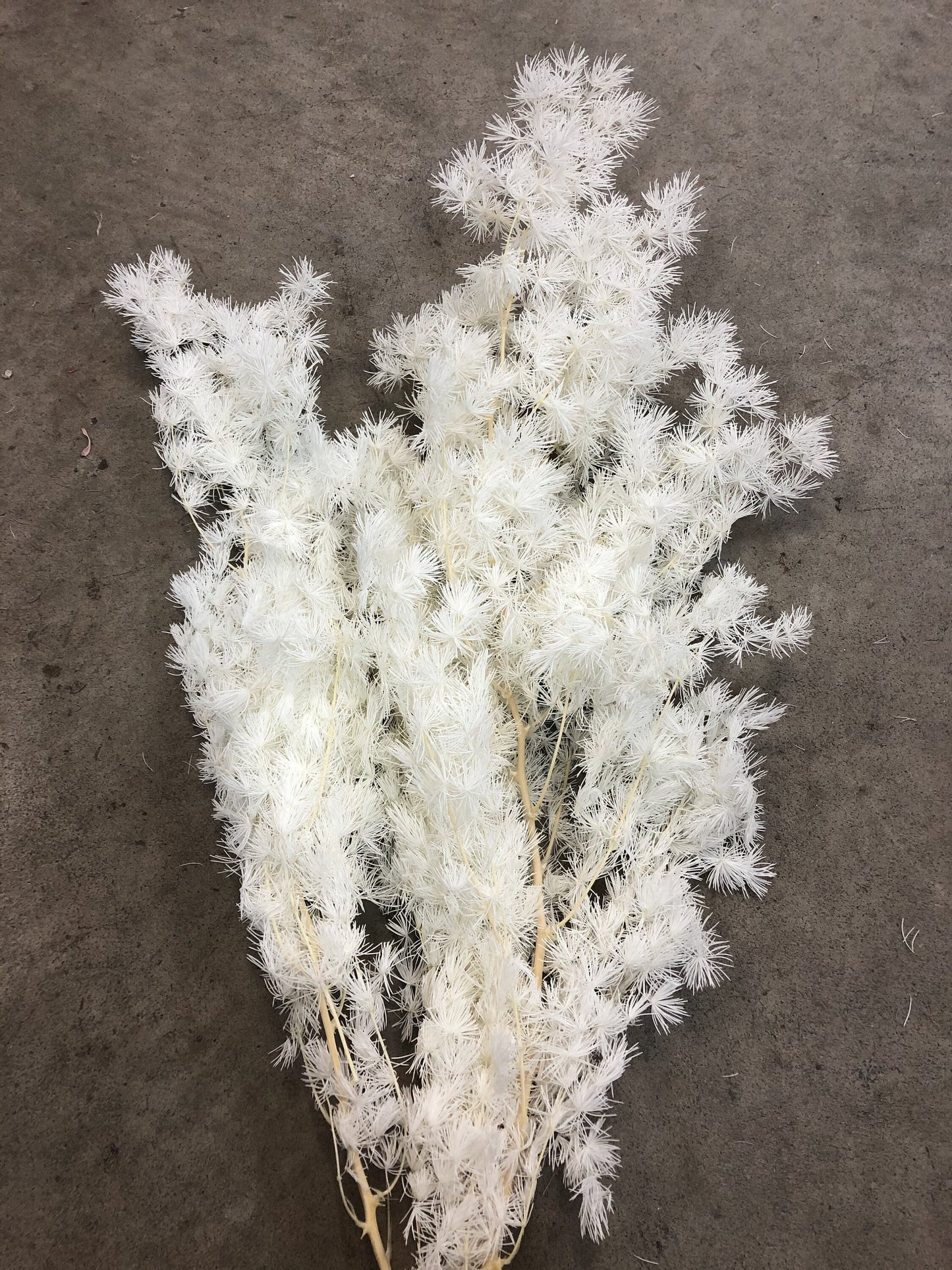 Preserved Ming fern bleached, white fern, preserved foliage