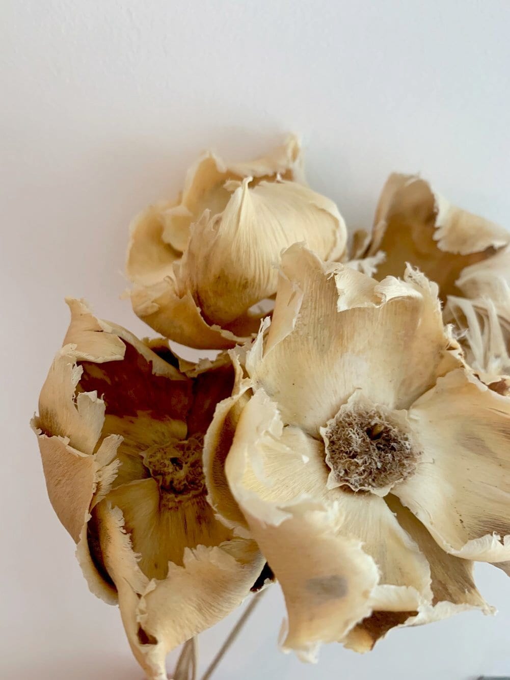 x5 stem Dried palm cup on stem bleached, rustic decoration