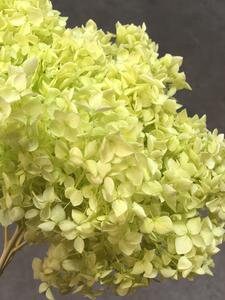 Preserved hydrangea green grass neon color D20cm