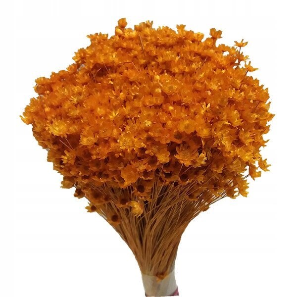 Glixia marcelo 80g, immortelle Brazil, rustic flower, art decoration