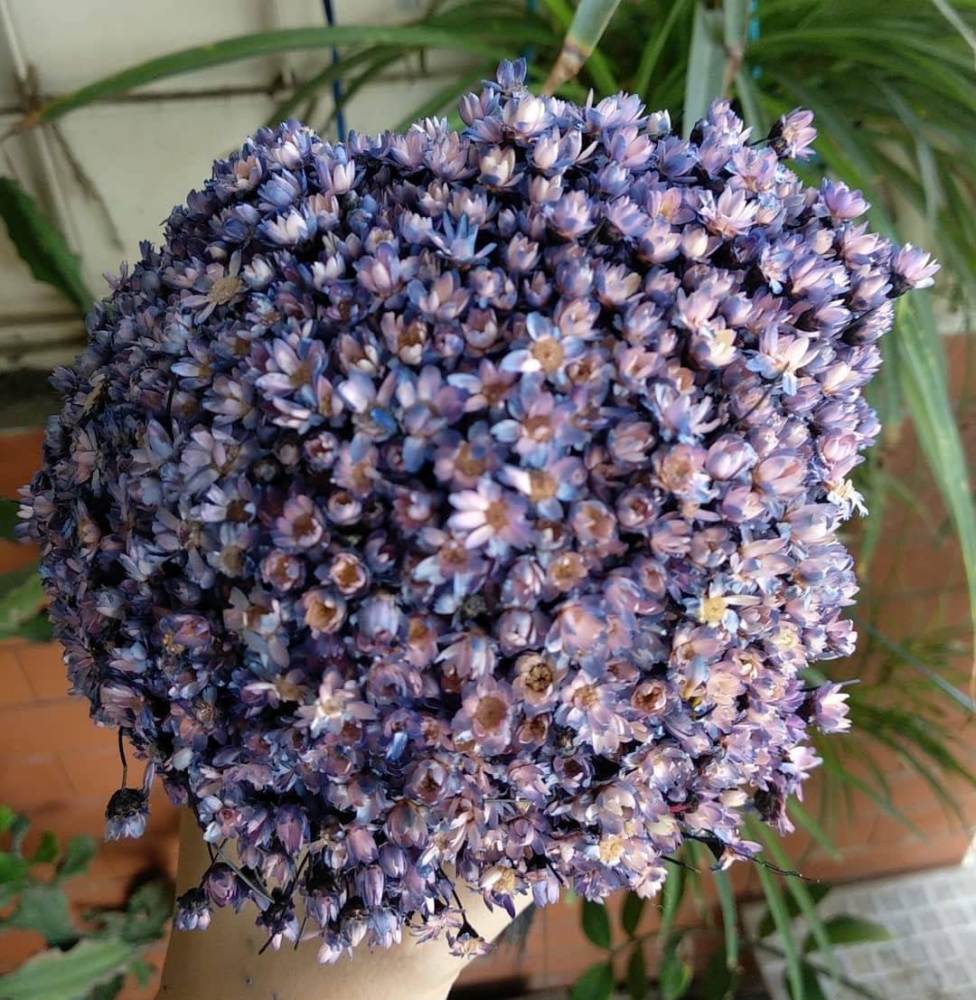 Glixia marcelo 80g, immortelle Brazil, rustic flower, art decoration