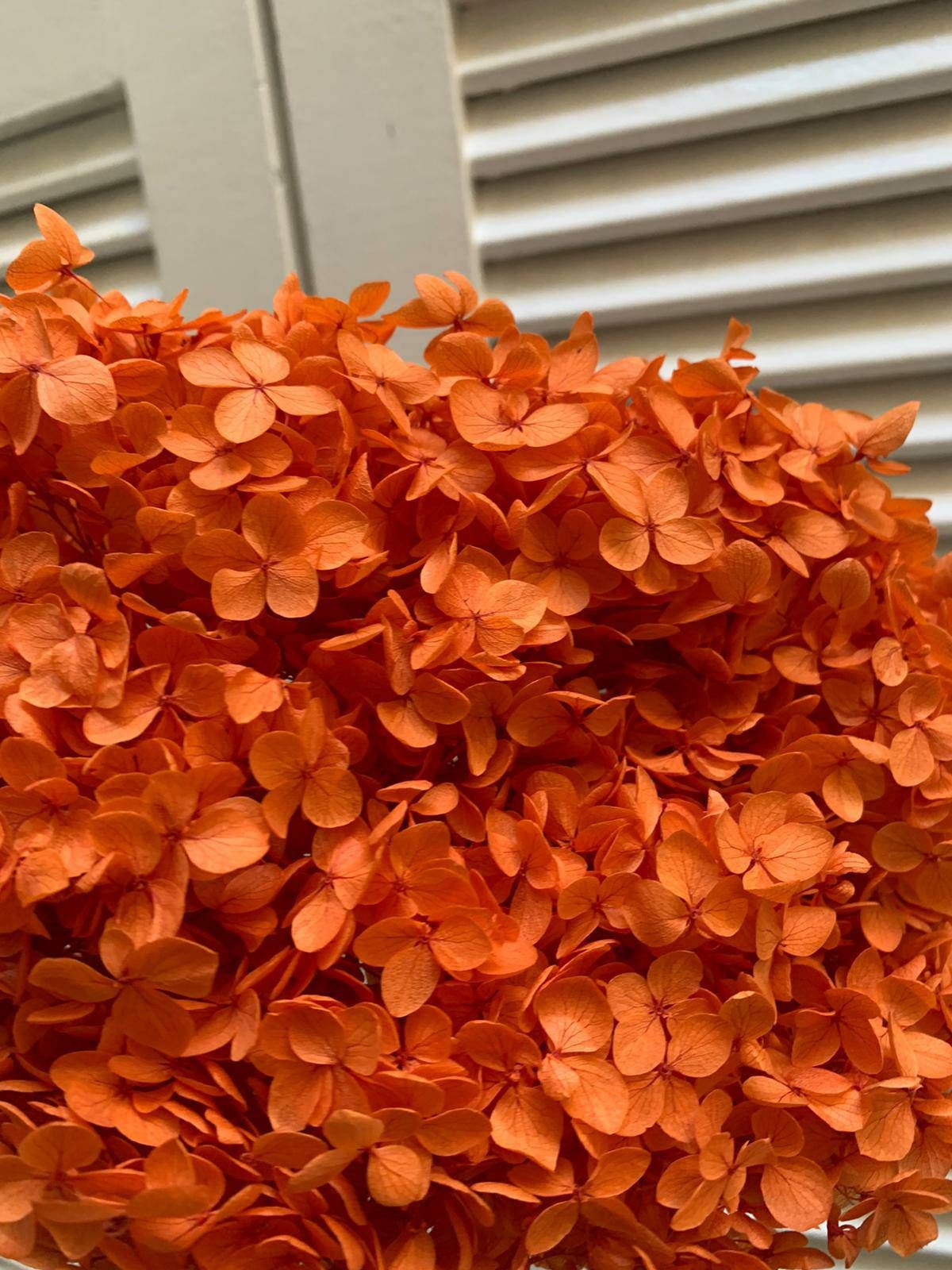 Preserved hydrangea orange D20cm-22cm, hortensia, decoration de mariage