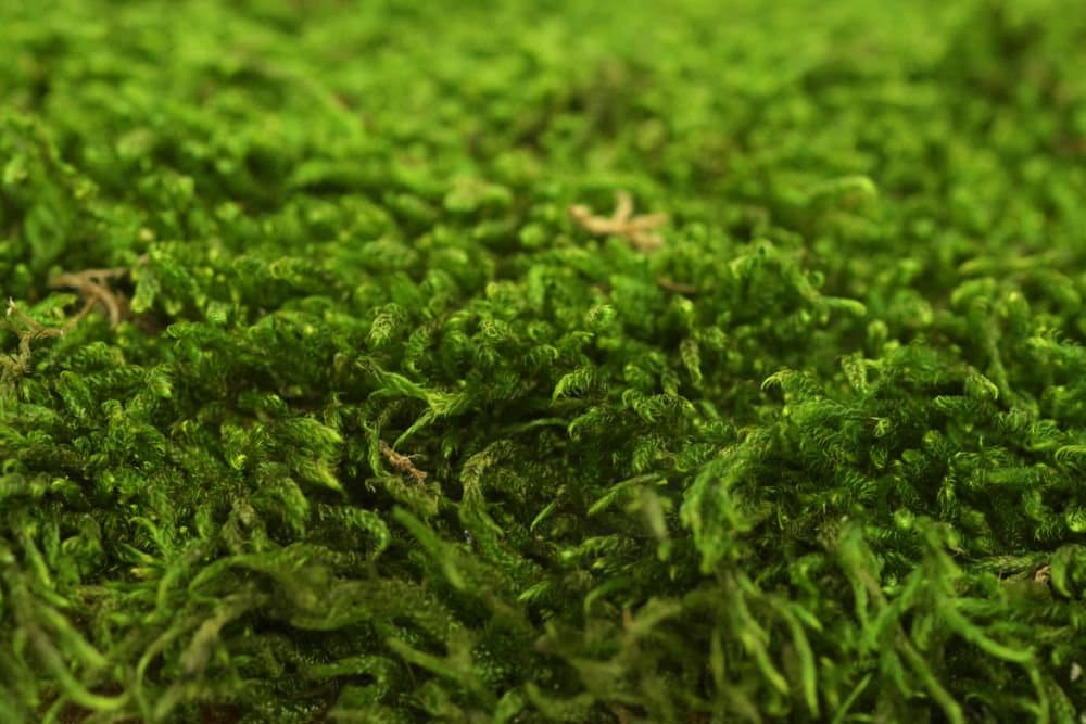 Preserved flax moss green, wall decor, wall moss, DIY tool