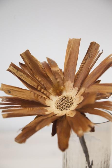 x5 natural wooden protea sulfuria, africain pod, rustic decoration