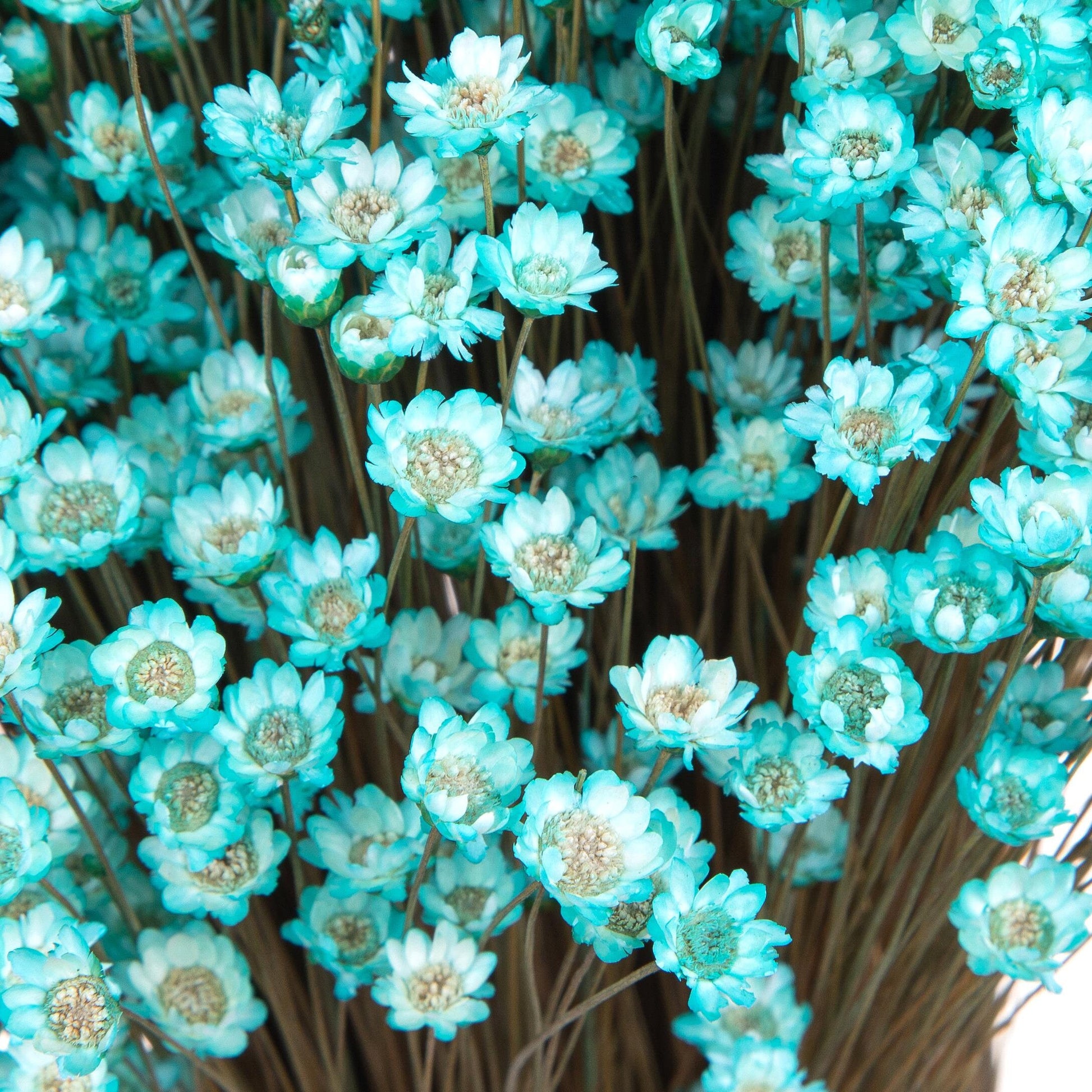 Glixia marcelo 80g, immortelle Brazil, rustic flower, art decoration