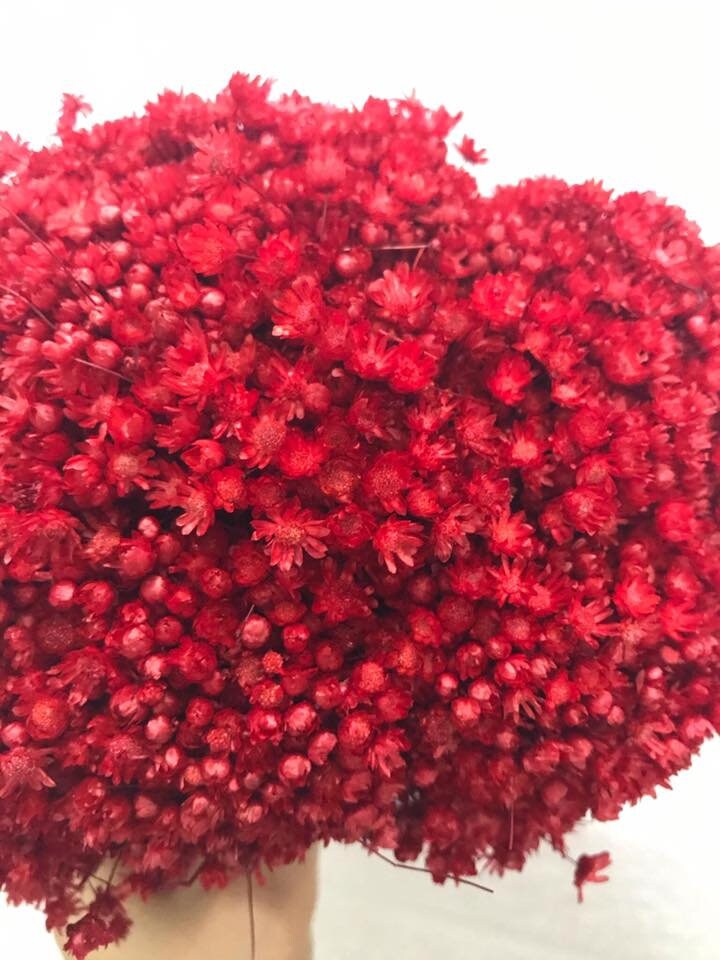 Glixia marcelo 80g, immortelle Brazil, rustic flower, art decoration