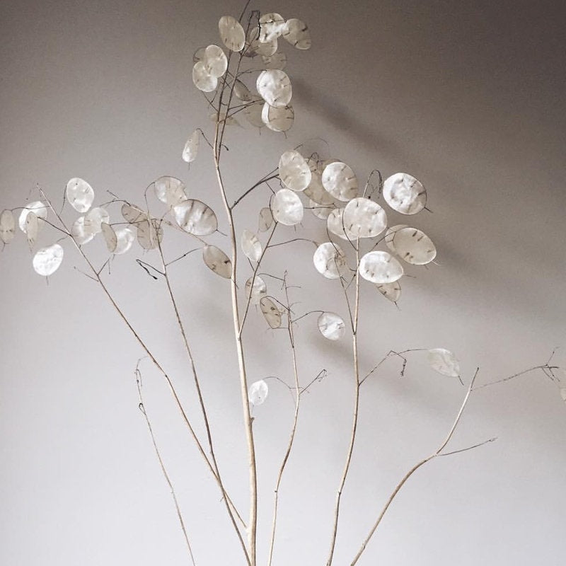 New harvest 2021: Dried natural Lunaria silver dollar long bunch, monnaie du pape, honesty H80cm