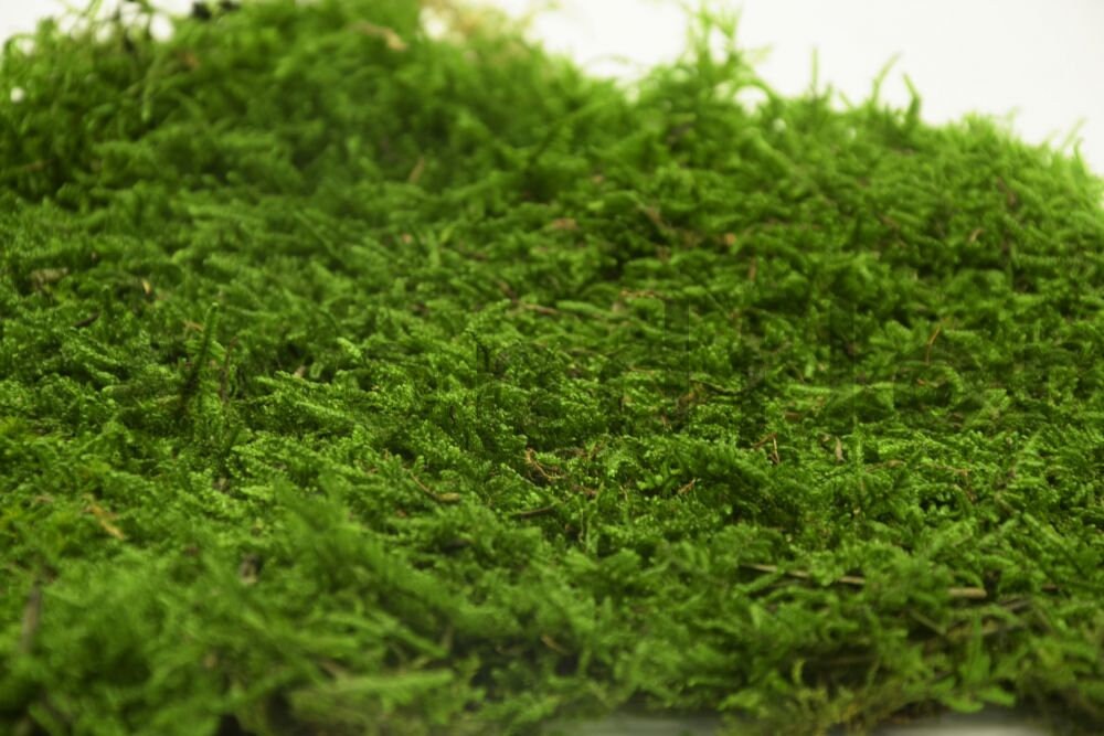 Preserved flax moss green, wall decor, wall moss, DIY tool