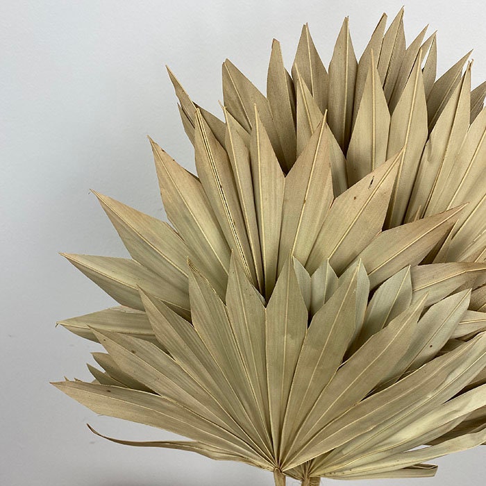 x5 Dried sun palm wedding decor, boho style, natural palm